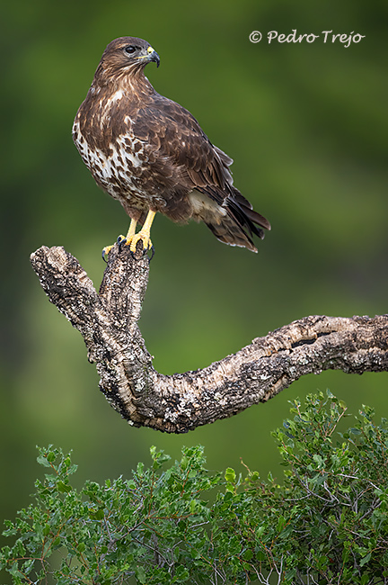 Ratonero común  (Buteo buteo)